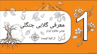 راهنمای کامل معرفی و کاشت نهال گلابی جنگلی