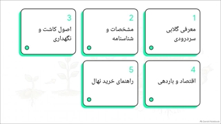 راهنمای جامع معرفی نهال گلابی سردرودی