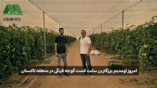 توری شید تاکستان قزوین برای کشت گوجه و فلفل | 09119999490 توری سایبان مونوفیلامنت