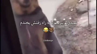 خرس هم خرسای خارجی ها:ناراحت::سیگار::کاکاسنگی: