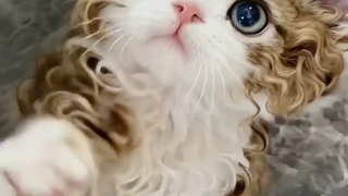 ☆
