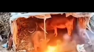 مهر مادری