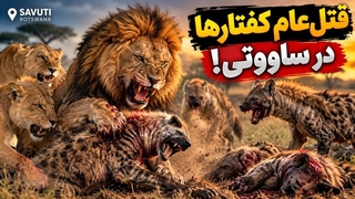قتل عام کفتارها در ساووتی؛ وقتی شیرها به جان دشمنانشان افتادند!!