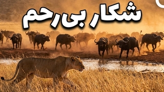 قانون دشت آفریقا؛ شکار کن یا غذایت را از دست بده